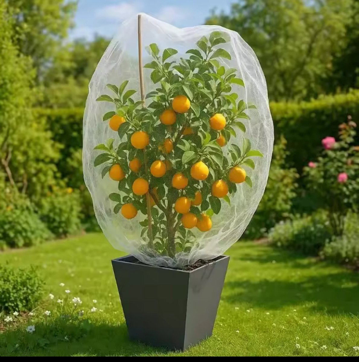 NL-Plantenhoes 10 x 1,5 m – Beschermhoes voor Groente en Fruit